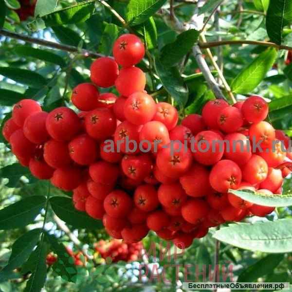 Саженцы рябины в Москве и Подмосковье из питомника