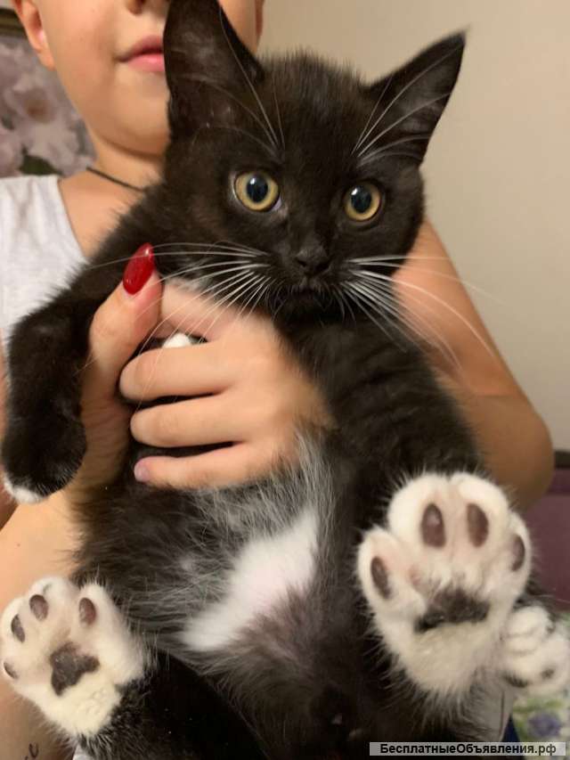 Ищут дом чудесные котята