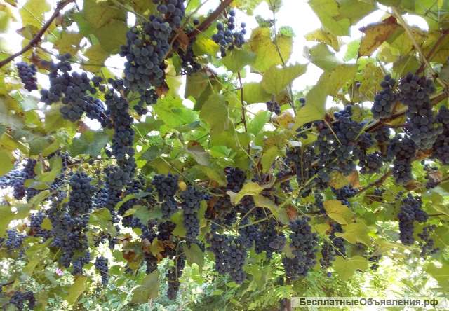 Виниград винного сорта на лозе в Краснодаре