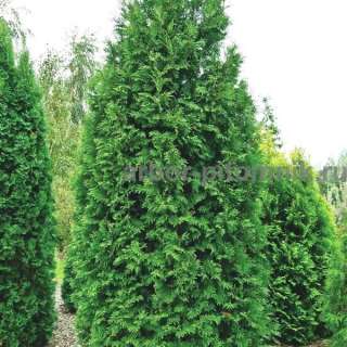 Саженцы ЗКС купить в Москве и Подмосковье