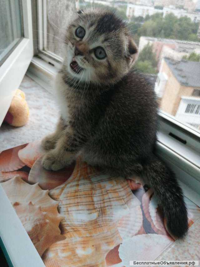 Шотландские котята