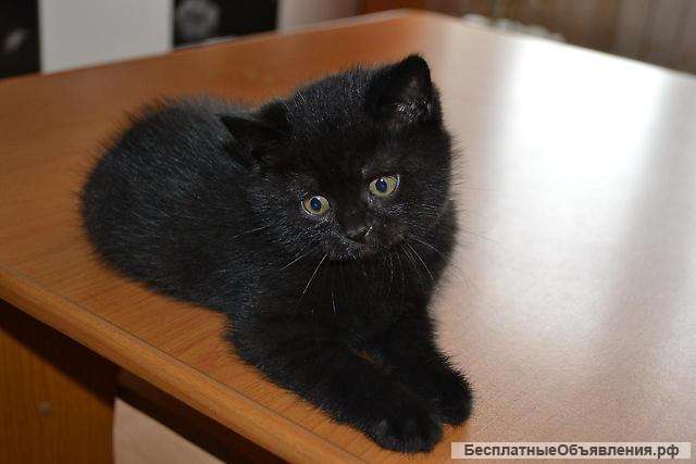 Шотландские котята страйт