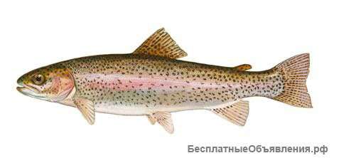 Форель радужная живая