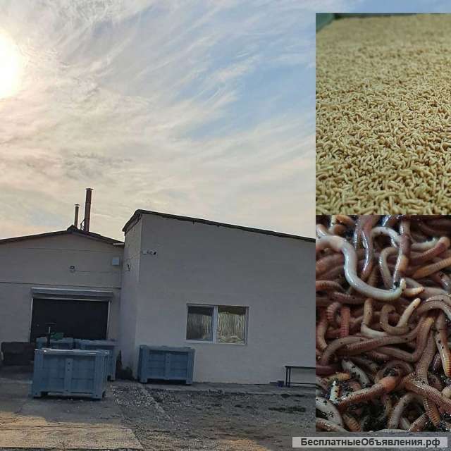 Опарыш опт