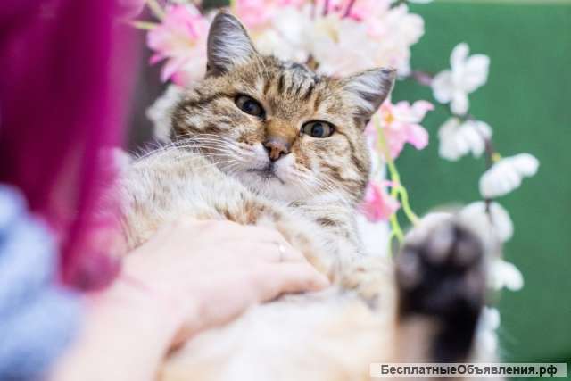 Чудо кот Тотоша в добрые руки