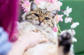 Чудо кот Тотоша в добрые руки