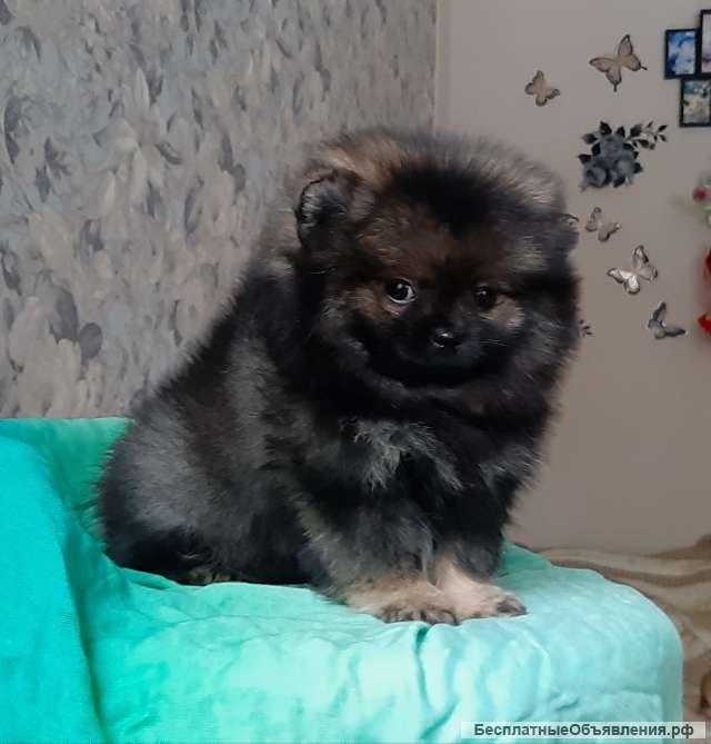 Щенки померанского шпица