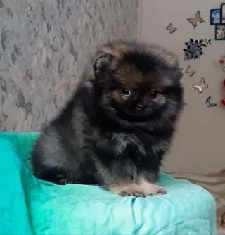 Щенки померанского шпица