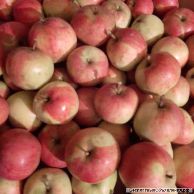 Яблоки из экологически чистого района Московской области
