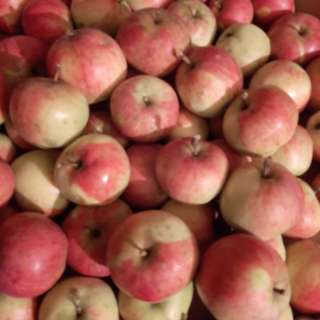 Яблоки из экологически чистого района Московской области