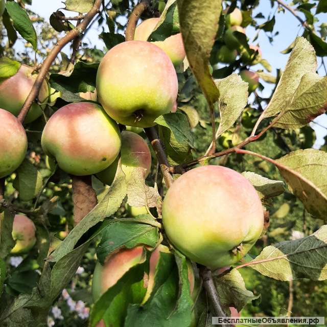 Яблоки из экологически чистого района Московской области