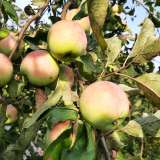 Яблоки из экологически чистого района Московской области