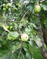 Яблоки из экологически чистого района Московской области