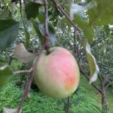 Яблоки из экологически чистого района Московской области