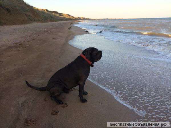 Пропала собака кане-корсо