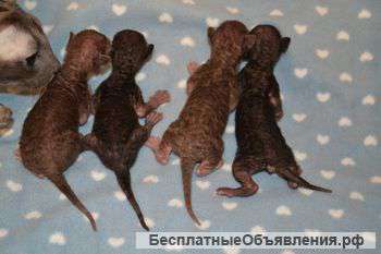 Роскошные котята корниш рекса