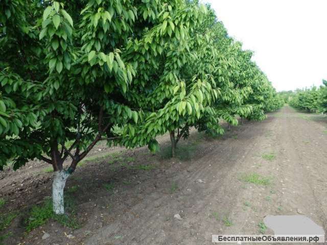 Готовый Бизнес - Косточковый сад + производственная База 29 Га