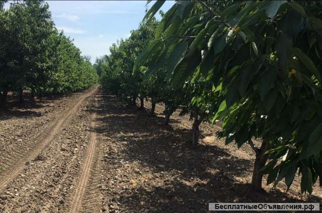 Готовый Бизнес - Косточковый сад + производственная База 29 Га