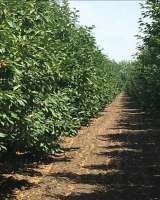 Готовый Бизнес - Косточковый сад + производственная База 29 Га