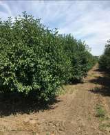 Готовый Бизнес - Косточковый сад + производственная База 29 Га