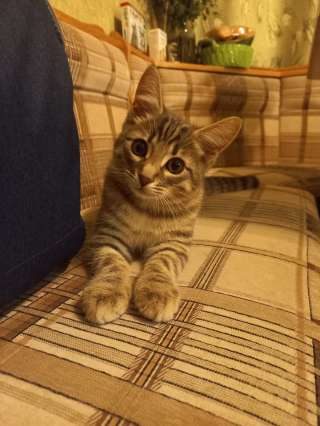 Котёнок в дар