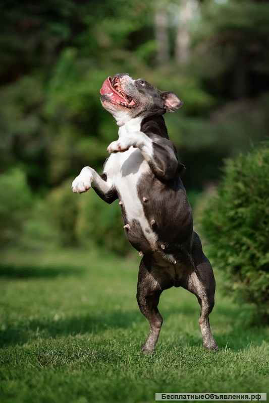 Английский бульдог Дева ищет семью