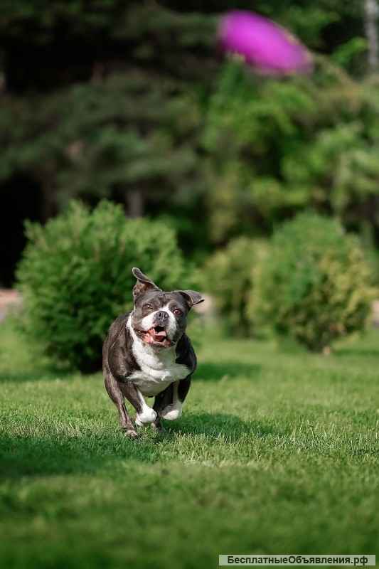 Английский бульдог Дева ищет семью