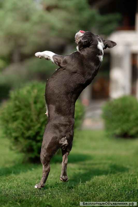 Английский бульдог Дева ищет семью