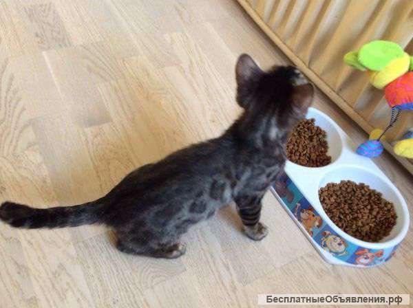 Шикарный угольный бенгал