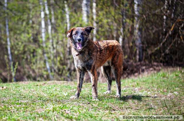 Мишка в добрые руки