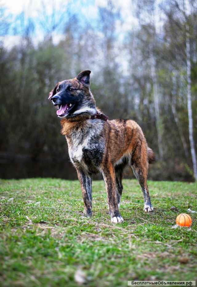 Мишка в добрые руки