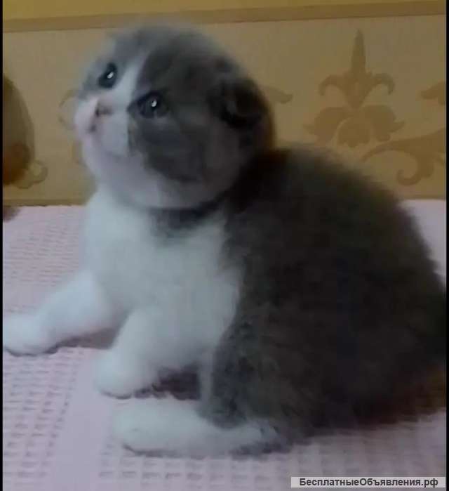 Вислоухая плюшевая девочка