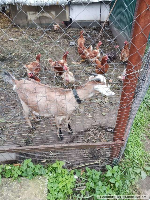 Козлят