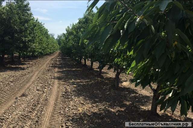 Готовый бизнес - Плодоносящий сад + производственная База 29 Га