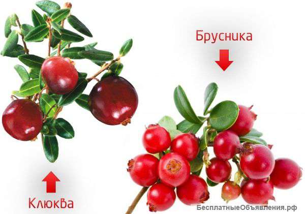 Свежезамороженная Ягода