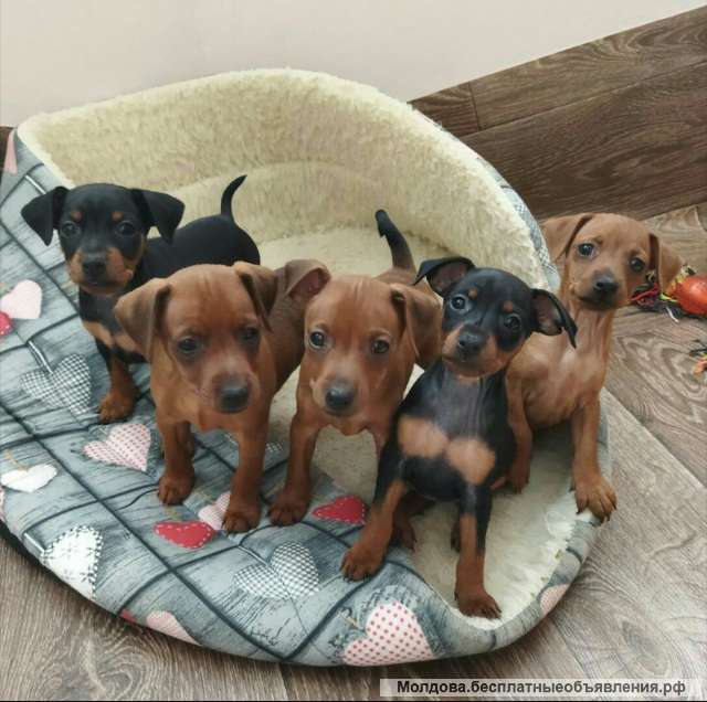 Клубных щенков цвергпинчер