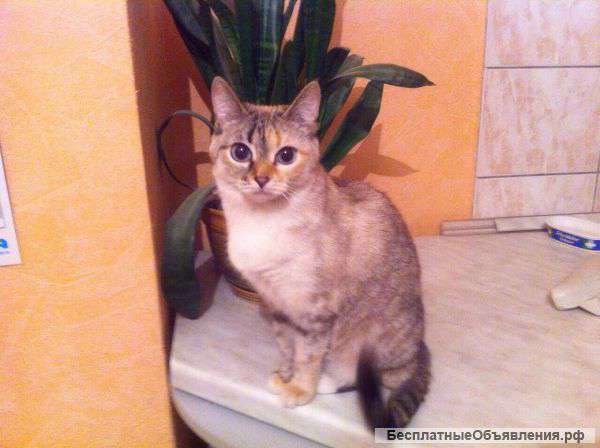 Отдам кошку в хорошие руки