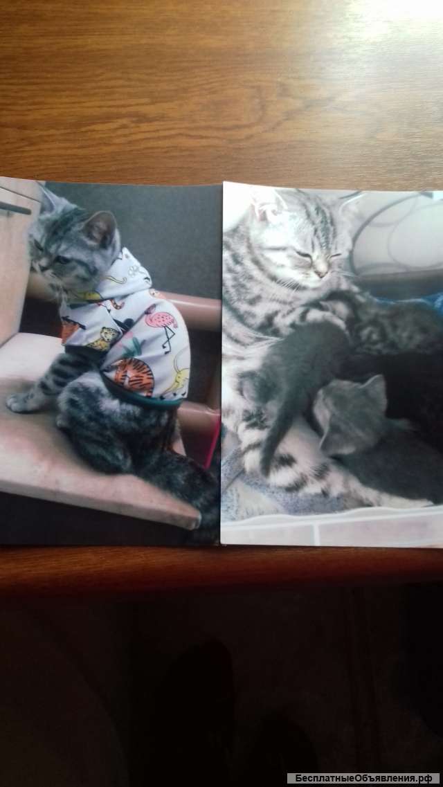 Пропала кошка