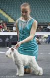 Услуги хендлера. Подготовка собак к выставкам