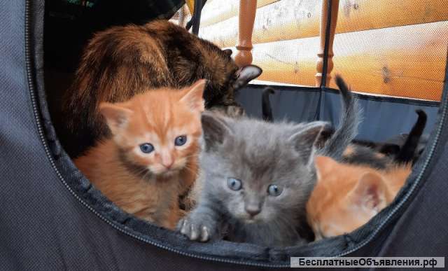 Семеро очаровательных котят ищут свой дом