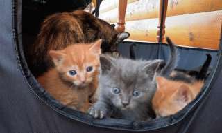 Семеро очаровательных котят ищут свой дом