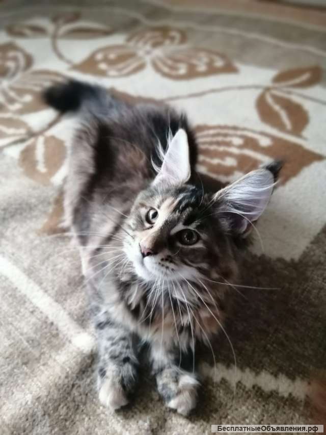 Котенок Мейн-кун