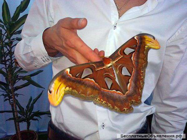 Салют из бабочек готовый бизнес доход 50 тыс. руб