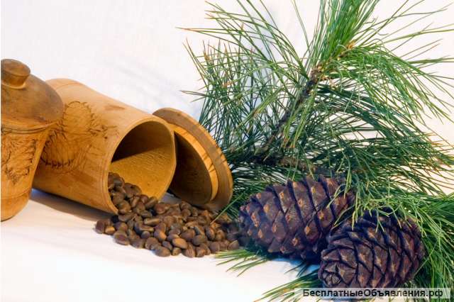 Куплю кедровый орех, шишку