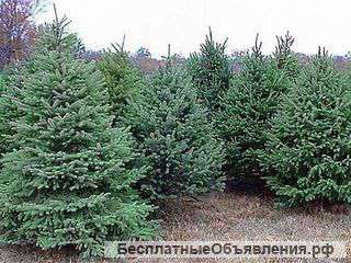 Живая Елка на Дом