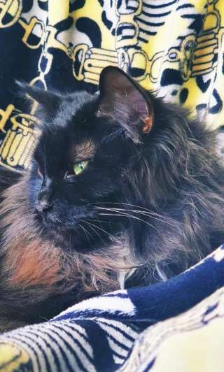 Шикарный кот даром