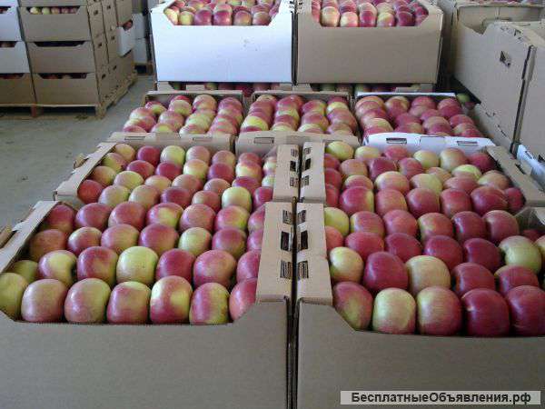 Яблоки оптом высший сорт по низким ценам