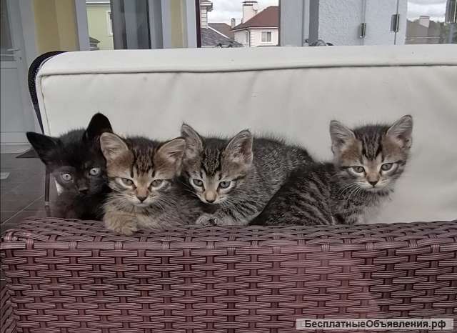 Отдам котят
