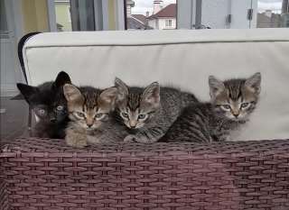 Отдам котят