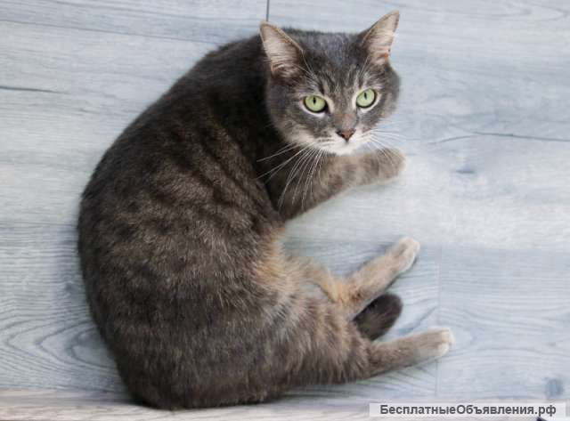 Ласкуша Тони ищет дом